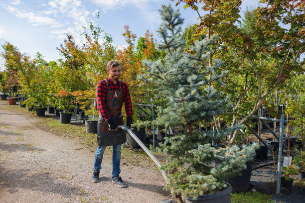 Brookridge, FL Tree Removal and Landscaping Services Company